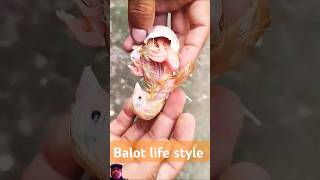 Balot life trending video chicks egg hatching birds babychickshatching babychicks animals [upl. by Madda]