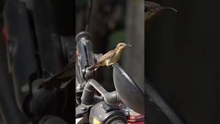 Sunbird Motorbike Nest asianbirds birds sunbird [upl. by Ilellan]