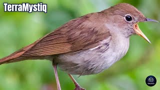 Sonidos de Ruiseñores  Cantos de Ruiseñores  Pájaros cantando  Sonido de Animales [upl. by Ahmad]