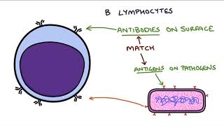 Understanding the Cells of the Immune System [upl. by Willmert706]