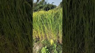 Paddy Farming Nepal 🇳🇵explore farming village vlog nature beauty shorts short peace funny [upl. by Einor331]