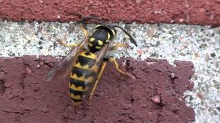 German Yellowjacket Vespidae Vespula germanica Grooming [upl. by Tammie]