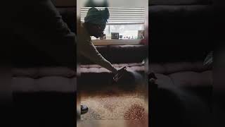 Vacuuming with Bissell CleanView Upright Swivel Rewind Vacuum and Disinfecting with Mircroban [upl. by Camarata647]