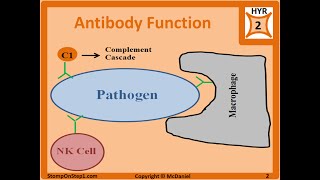 Antibody Structure amp Formation IgG IgA IgE Autoantibodies ANA panca Isotype [upl. by Ab108]