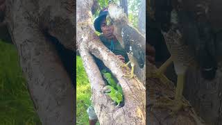 A man catch beauty parrots on a nest part 04 nightparrot superbparrot swiftparrot parrotlet [upl. by Nosremaj861]