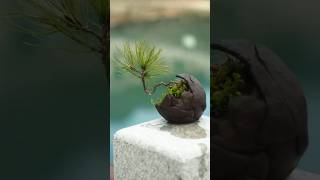 yamadori pine bonsai tree 분재 [upl. by Meyers]