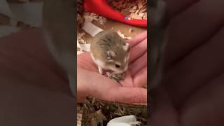 Hand Feeding Baby Hamster roborovskihamster hamsters dwarfhamsters [upl. by Airret450]