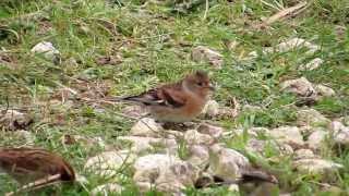 Brambling on Otmoor oxonbirdingblogspotcouk [upl. by Nic]