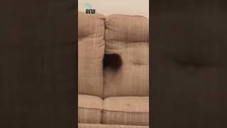 Liquid Cats Masters of Couch Hiding [upl. by Ardnaskela]