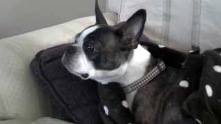 Boston Terrier Sings Mr Sandman [upl. by Letsyrk]