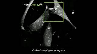 Label free live cell imaging of macropinocytosis [upl. by Ejrog]