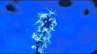 Gorgonian Feeding Reefroids [upl. by Tam187]