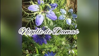 La Nigelle de Damas vertus bienfaits infusions [upl. by Daryl755]