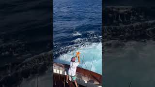 “Mancave” released 2 sailfish Saturday during the one day shootout for the Carolina Billfish Classic [upl. by Hsuk465]