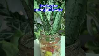 How to propagate snake plant shortsfeed youtubeshorts viralshort trending sansevieria oxygen [upl. by Athallia]