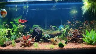 Betta Tank  Nemo the Koi and a lot of Corydoras pygmaeus [upl. by Eiramalegna163]