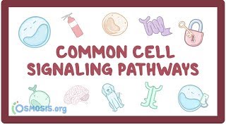 Common cell signaling pathway [upl. by Perni649]