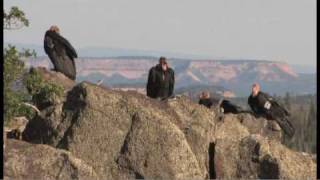 Flying giantsrare California condors return to Utah skies [upl. by Htnicayh249]