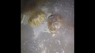 Hibernation of My Diamondback Terrapins [upl. by Elspet]