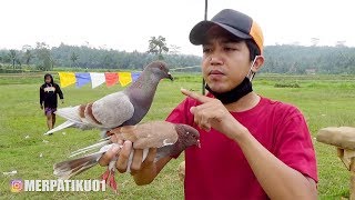 MAIN BURUNG MERPATI DISAWAH [upl. by Nahtaneoj403]