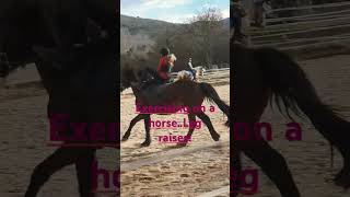 Exercising on a cantering horse Whaaat ariasequinebilinguallife equestrian lemieux [upl. by Tnilk]