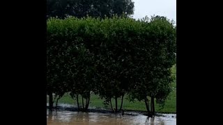 Green Buttonwood Conocarpus erectus for a Wide Hedge [upl. by Llehcar]