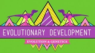 Evolutionary Development Chicken Teeth  Crash Course Biology 17 [upl. by Clorinda]