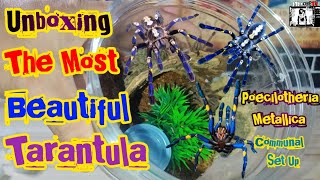 Unboxing the most beautiful tarantula in my hobby  Poecilotheria Metallica Gooty sapphire communal [upl. by Tutto]