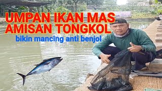 umpan ikan mas amisan tongkol [upl. by Ygief]