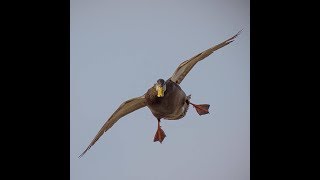 Chasse aux Canards avec Roger Gladu et André V Langevin [upl. by Stoneman]