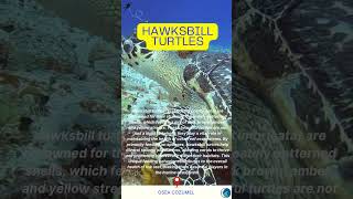 Hawksbill Turtles Guardians of Coral Reefs discoverscubadiving marinelife turtles scubadiving [upl. by Ensign]