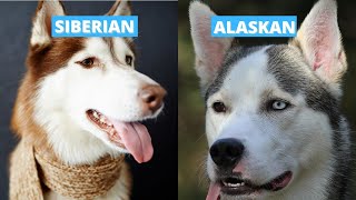 Siberian vs Alaskan Husky  Five Main Differences [upl. by Aihseyk]