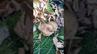 Roll rim mushrooms 3fungi fungus [upl. by Eerrahs]