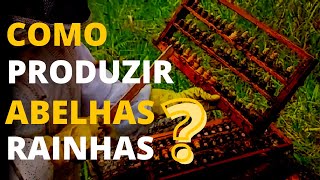 Como produzir abelhas rainhas passo a passocomo fazer a recria e rainhas p alta produção de mel [upl. by Rachael]