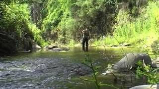 dry fly trout in summer adelaide hills [upl. by Reivilo]