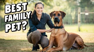 Whats It Like Having a RHODESIAN RIDGEBACK as a Pet [upl. by Anivahs]