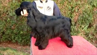 English Cocker Spaniel grooming by Rita Szakács [upl. by Davita]