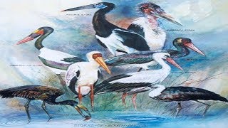 All Stork Species  Species List [upl. by Ynobe]