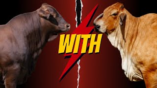 quotWhy Crossbreeding Beefmaster with Red Brahman is Revolutionizing Cattle Ranchingquot [upl. by Joleen529]