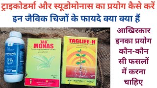 ट्राइकोडर्मा वाइराइड और स्यूडोमोनास फ्लोरेसेंस का उपयोग कैसे करेंTrichoderma viride amp pseudomonas [upl. by Analihp]