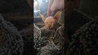 tap cat cats catvideos sphynx sphynxcat pets reels shorts shortsfeed shortsvideo [upl. by Ennaimaj]