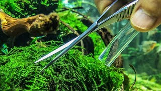 How to Trim Moss in your Aquascape [upl. by Etiragram]