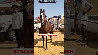 Stallion dilkash sire dilbagh at pushkar fair 2024 [upl. by Notaes66]