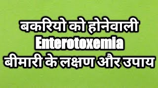 Enterotoxemia Disease in Goat Treatment ।। एंटरोटॉक्सिमिया बीमारी के लक्षण और उपाय [upl. by Christine]