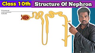 Structure Of Nephron  Nepron Structure  Nephron [upl. by Joelie]