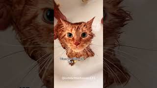 Cats can speak Englishcat kitten funnycats funnycats funnyanimals [upl. by Chaker]