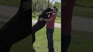 World’s tallest dog is a softie 🥰 [upl. by Arten]