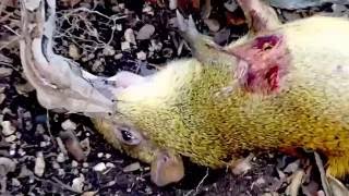 Boa Constrictor Vs Agouti  Horrible Murder Hard to Watch [upl. by Van533]