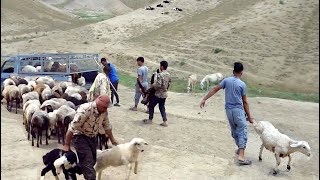 Loading of sheep by shepherds and nomadic men in the car [upl. by Aidam]