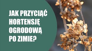 Jak przyciąć hortensję ogrodową po zimie Hortensja ogrodowa  cięcie i pielęgnacja [upl. by Adrahs]